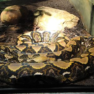 Reticulated Python