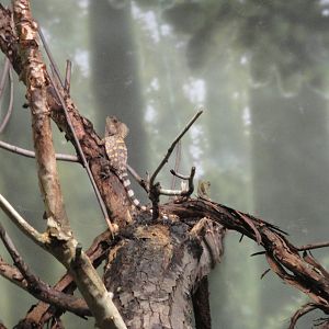 Hump-headed Dragon Lizard