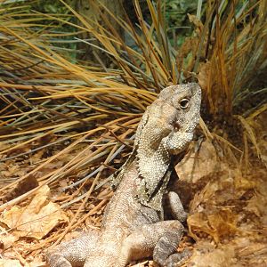 Frilled Lizard