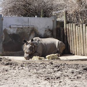Indian Rhino