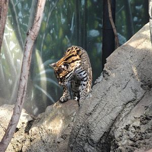 Rainforest Falls - Ocelot
