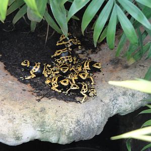 Rainforest Falls - Dendrobates leucomelas