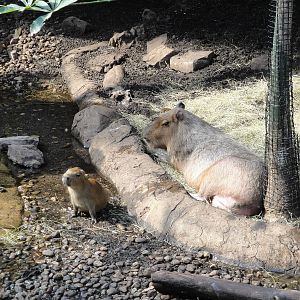 Rainforest Falls - Capybara