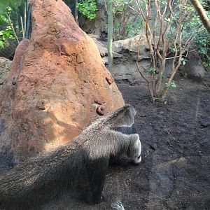 Rainforest Falls - Giant Anteater