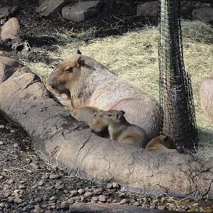 Rainforest Falls - Capybara