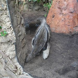 Rainforest Falls - Giant Anteater