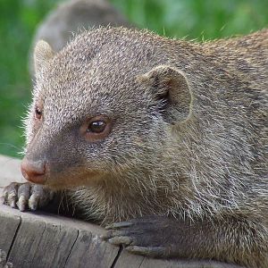 Banded Mongoose