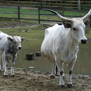 Hungarian Grey Cow