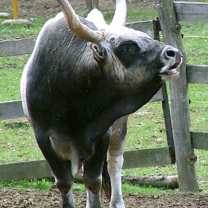 Hungarian Grey Cattle