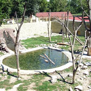 Asiatic Black Bear eclosure
