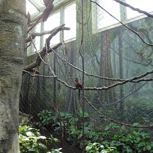 Rainforest Falls - Primate Exhibit