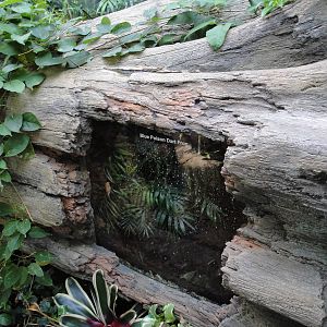 Rainforest Falls - Dart Frog exhibit