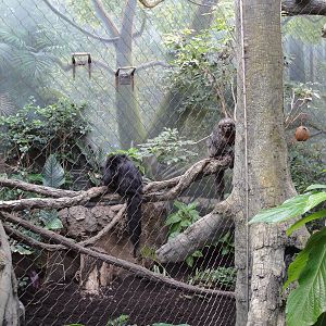Rainforest Falls - White-faced Sakis
