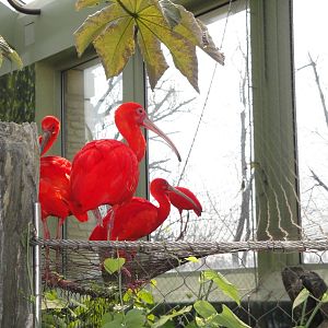 Rainforest Falls - Scarlet Ibis