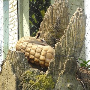 Rainforest Falls - Tamandua