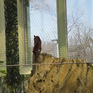 Rainforest Falls - Ocelot