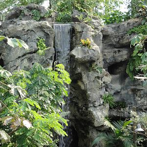 Rainforest Falls