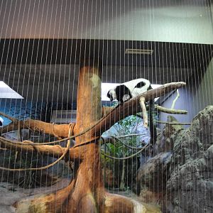 Black-and-white Ruffed Lemur