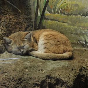 Sand Cat