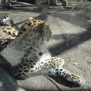 Amur Leopard