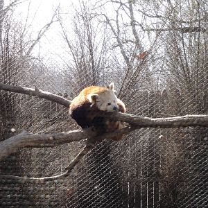 Wild Asia - Red Panda