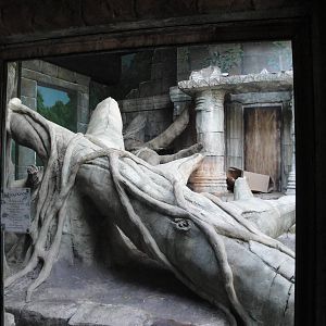 Wild Asia - Orangutan Exhibit