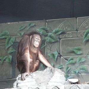 Wild Asia - Orangutan
