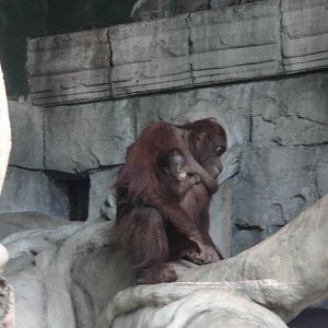 Wild Asia - Orangutans