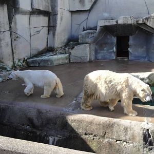 Polar Bears