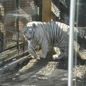 White Tiger