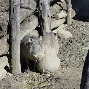 Kiboka Outpost - Warthogs