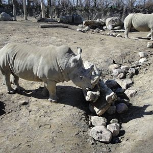 Kiboka Outpost - White Rhinos