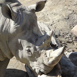 Kiboka Outpost - White Rhino