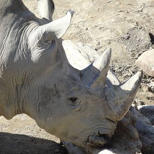 Kiboka Outpost - White Rhino