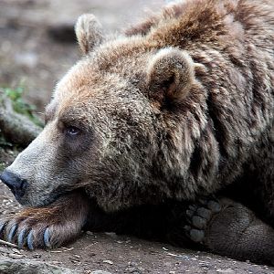 European Brown Bear
