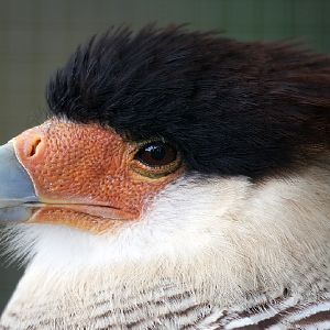Southern Caracara