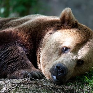 European Brown Bear