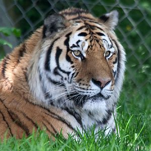 Amur (Siberian) Tiger