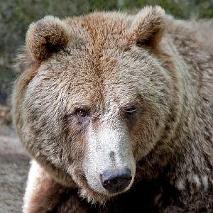 European Brown Bear