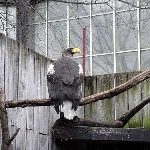 Stellar Sea Eagle