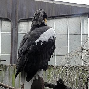 Stellar Sea Eagle