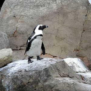 African Black-footed Penguin