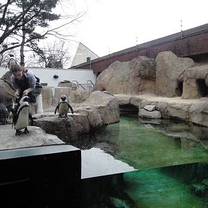 Black-footed Penguin Exhibit