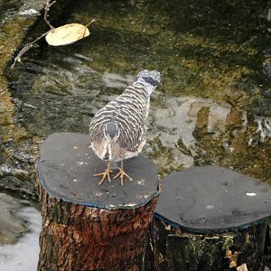 Wetlands - Sunbittern