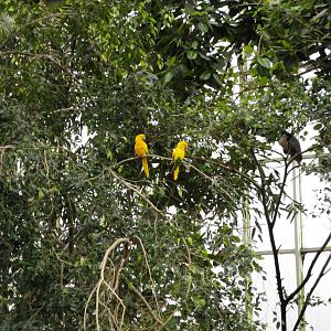 Wetlands - Golden Conure