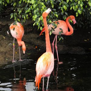 Wetlands - American Flamingos
