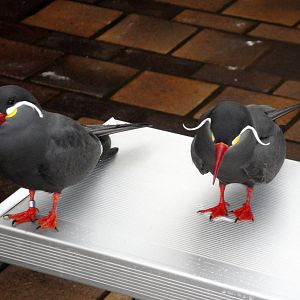 Wetlands - Inca Terns
