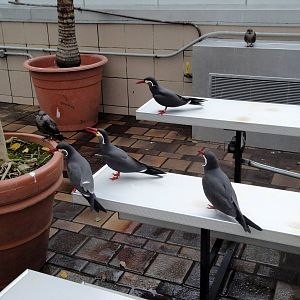 Wetlands - Inca Terns