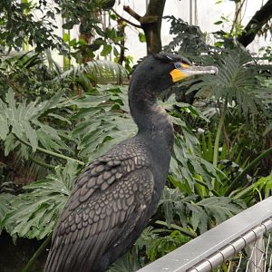 Wetlands - Cormorant