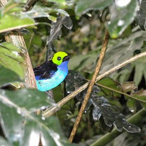 Wetlands - Paradise Tanager
